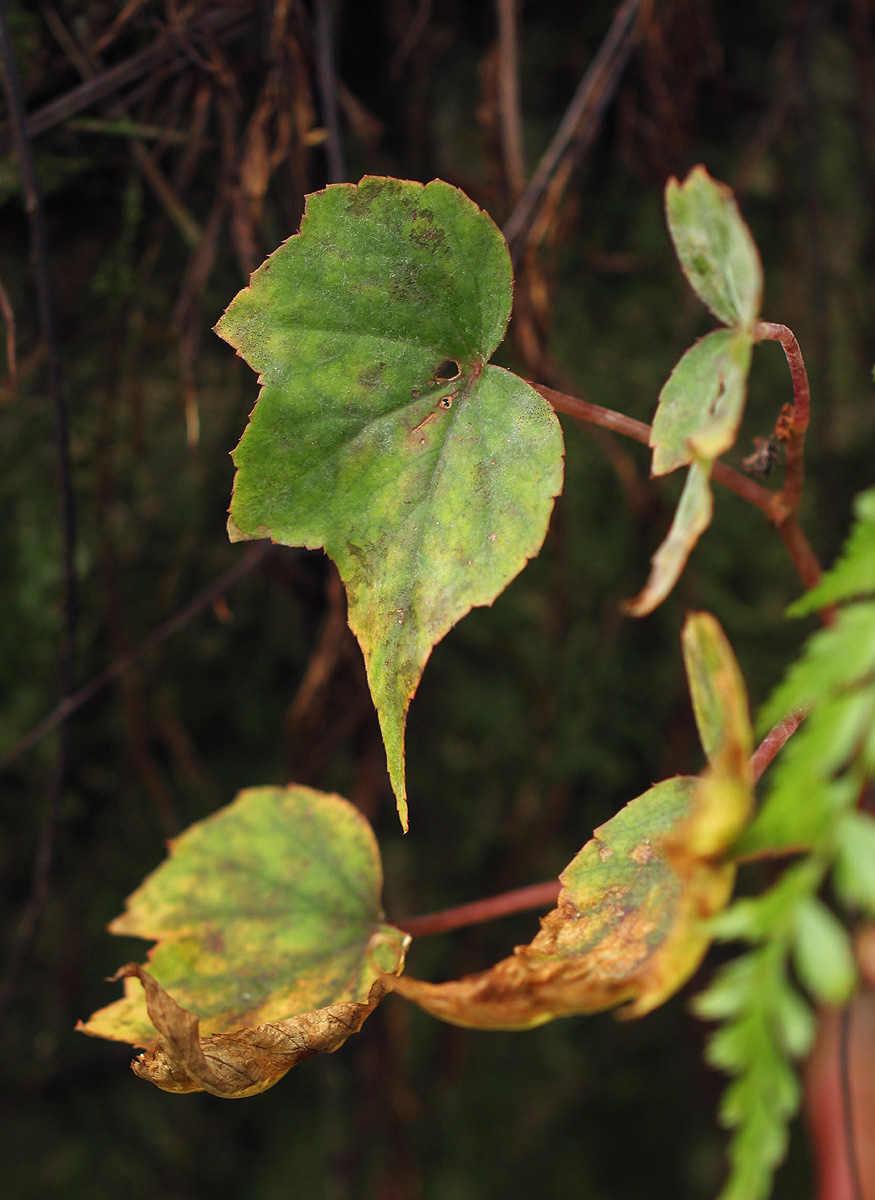 Begonia sonderiana