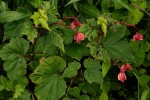 Begonia sonderiana
