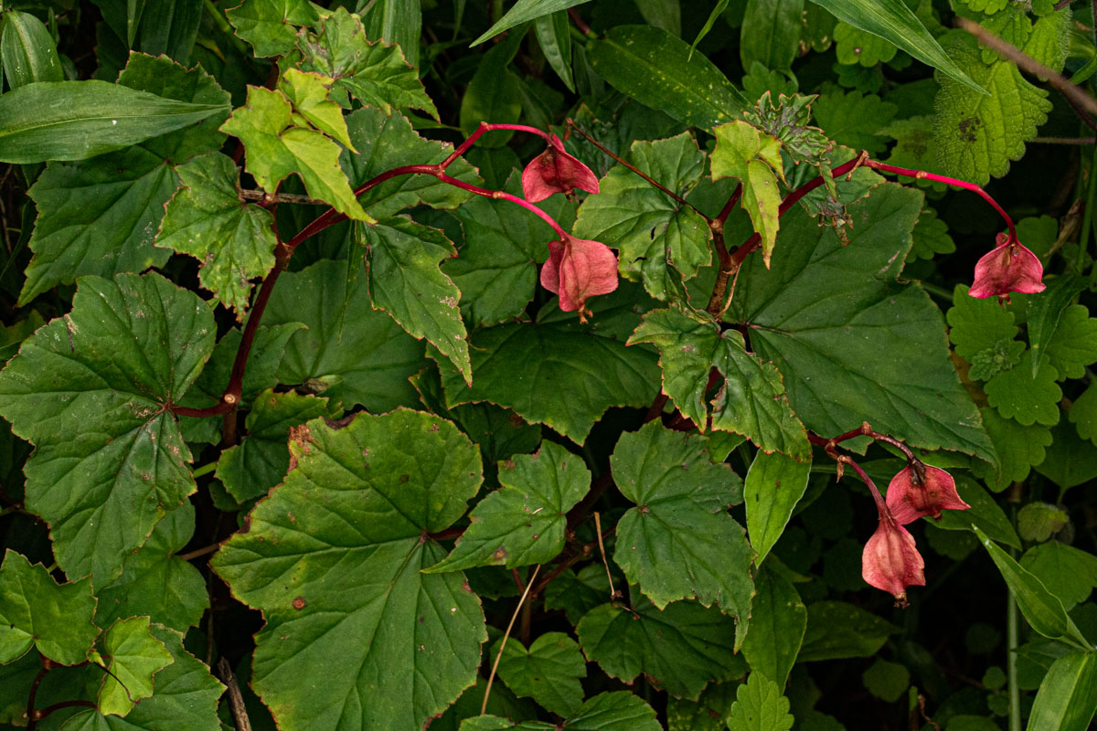 Begonia sonderiana