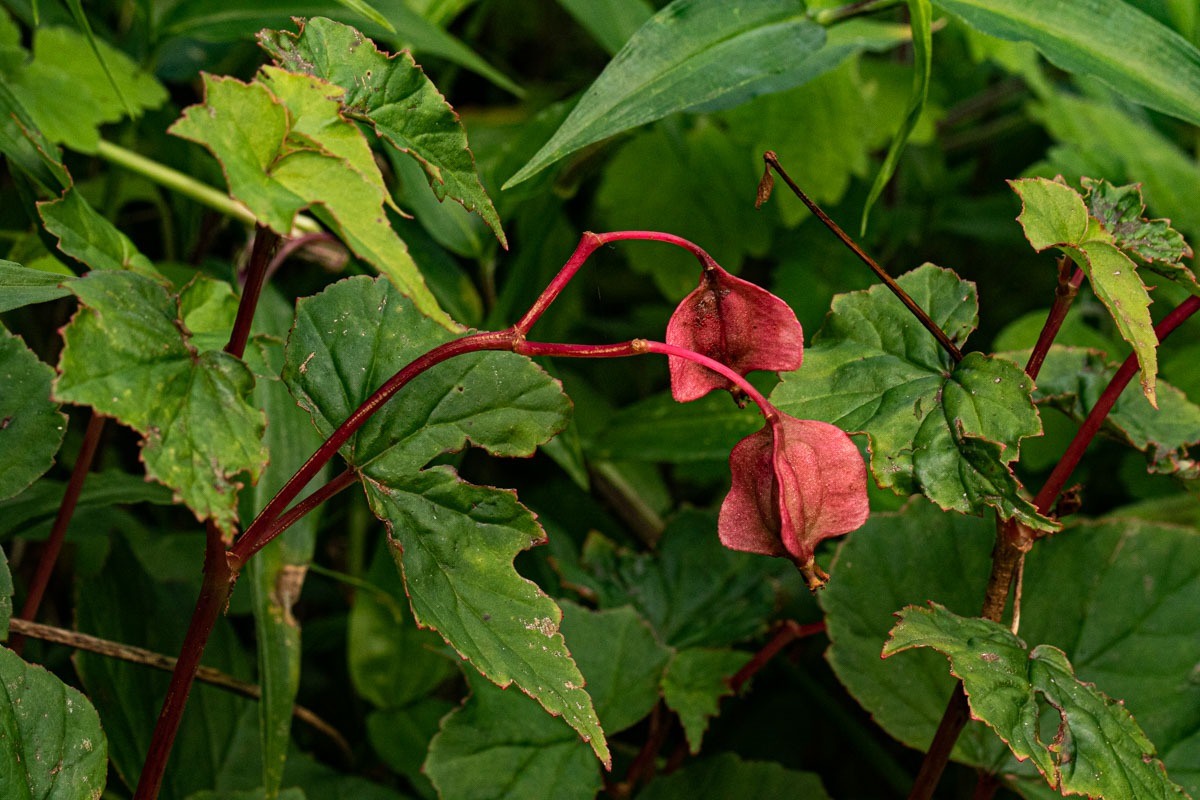 Begonia sonderiana