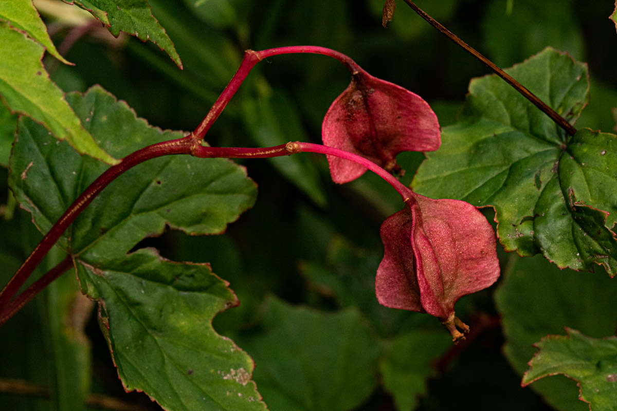 Begonia sonderiana