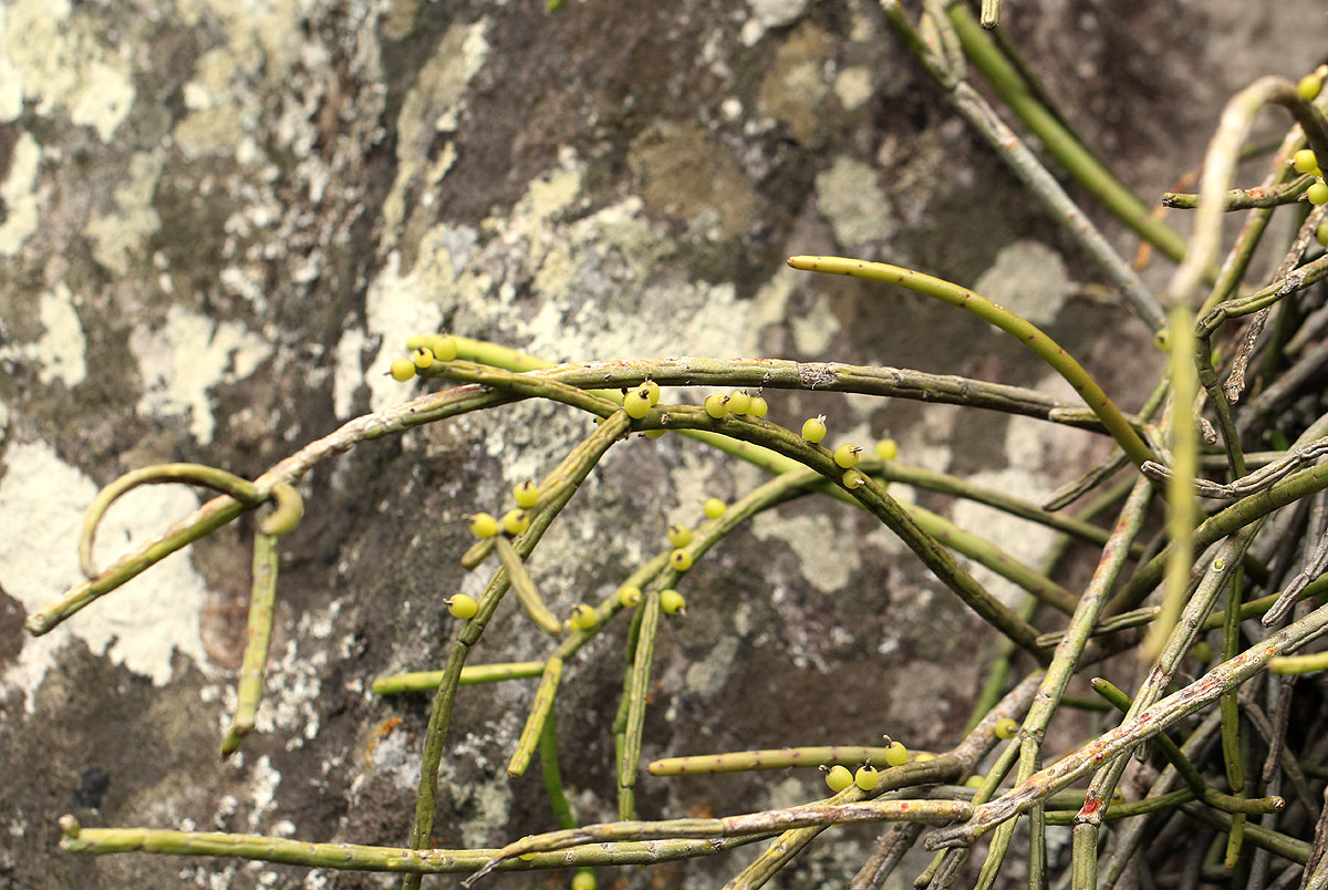 Rhipsalis baccifera
