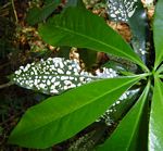 Peddiea africana