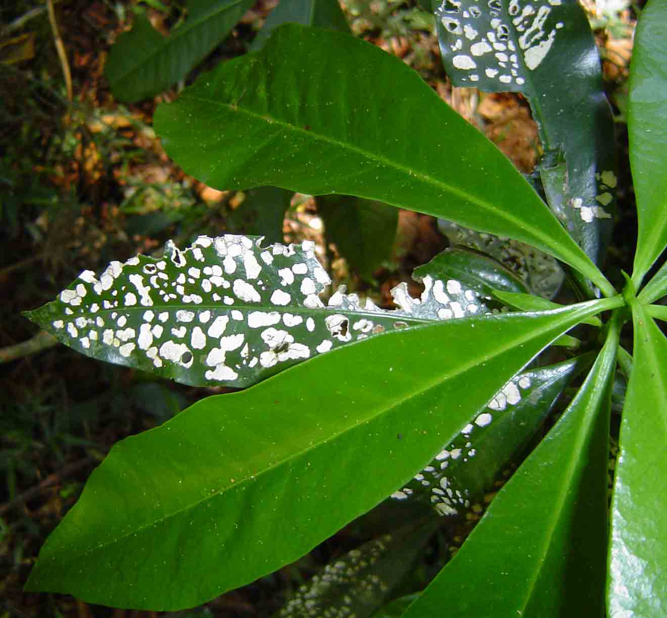 Peddiea africana