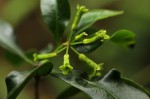 Peddiea africana