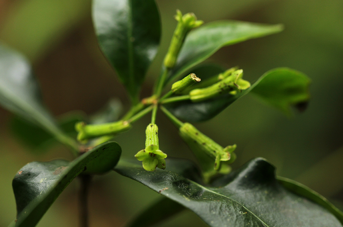 Peddiea africana
