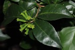 Peddiea africana