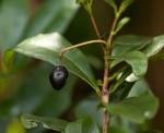 Peddiea africana