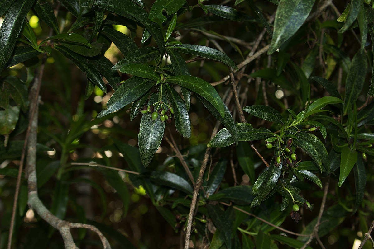 Peddiea africana