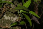Peddiea africana