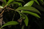 Peddiea africana
