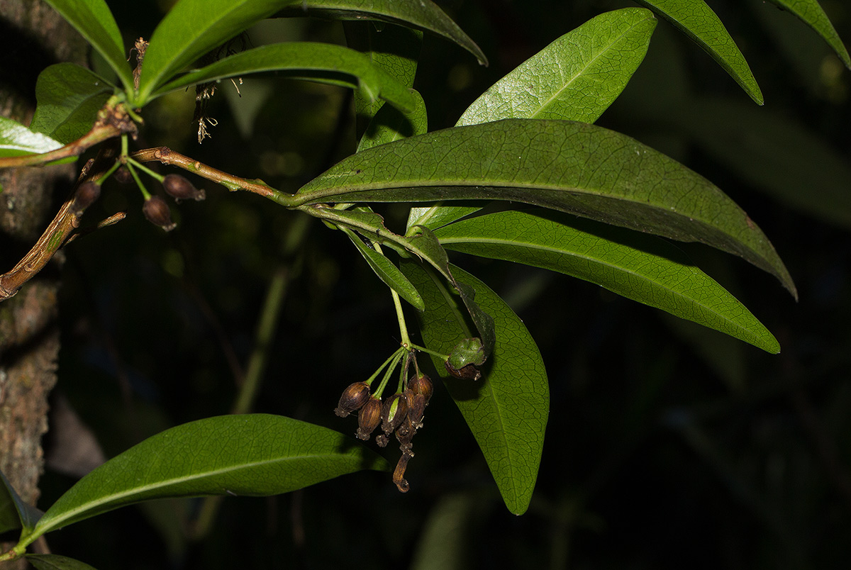 Peddiea africana