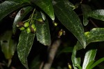Peddiea africana