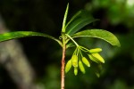 Peddiea africana