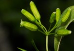 Peddiea africana