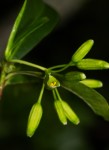 Peddiea africana