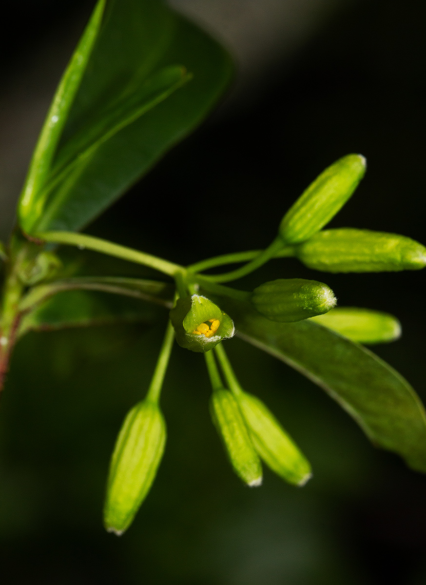 Peddiea africana