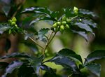 Peddiea africana