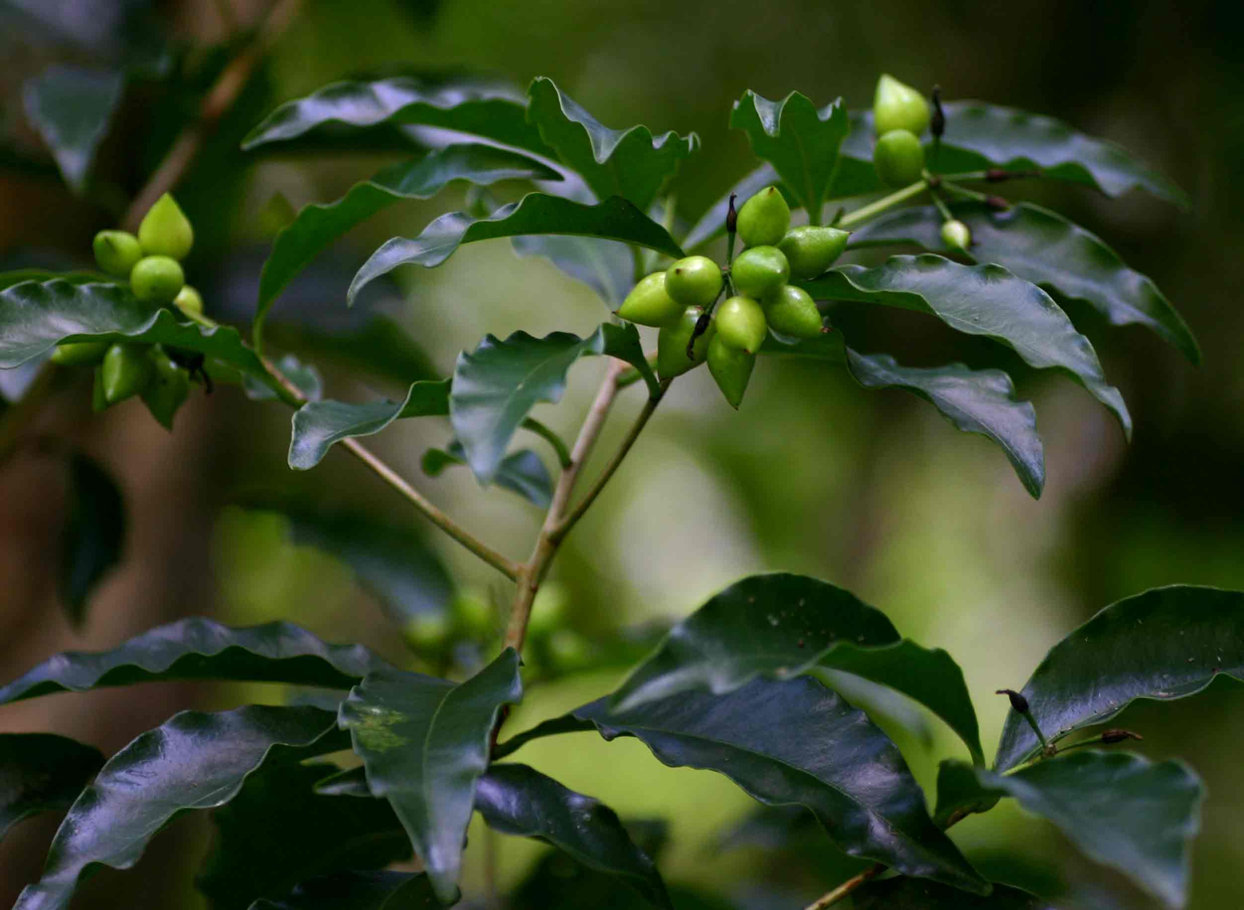 Peddiea africana