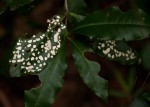 Peddiea africana