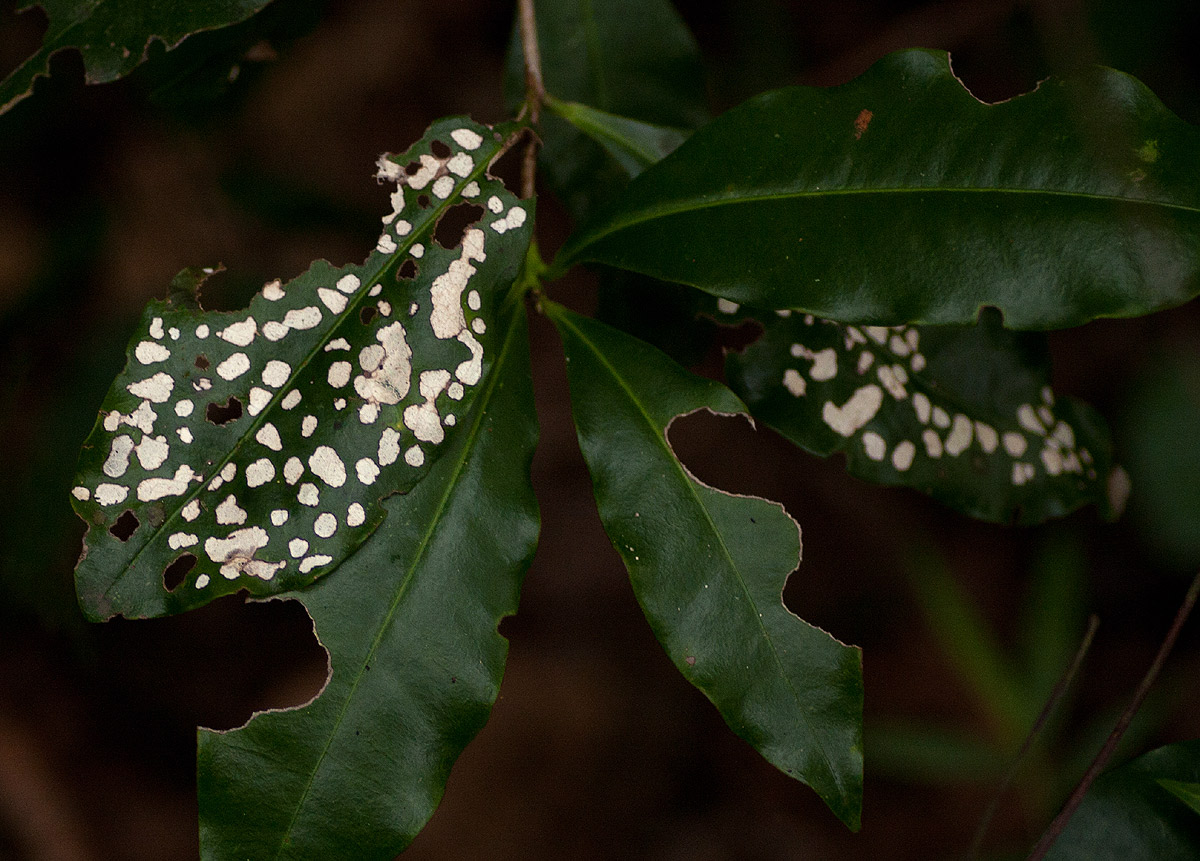 Peddiea africana