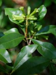 Peddiea africana