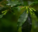 Peddiea africana