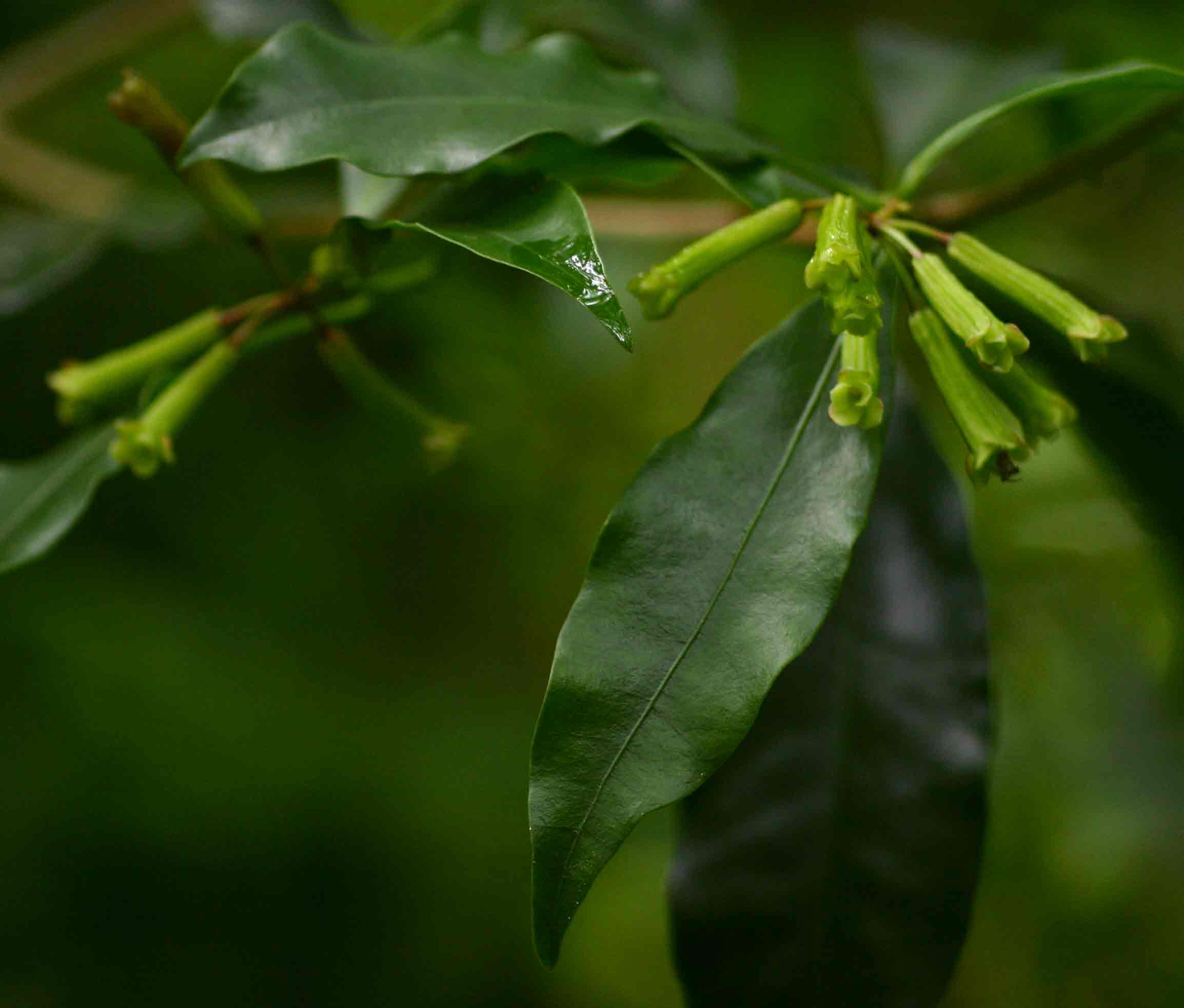 Peddiea africana