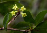 Peddiea africana