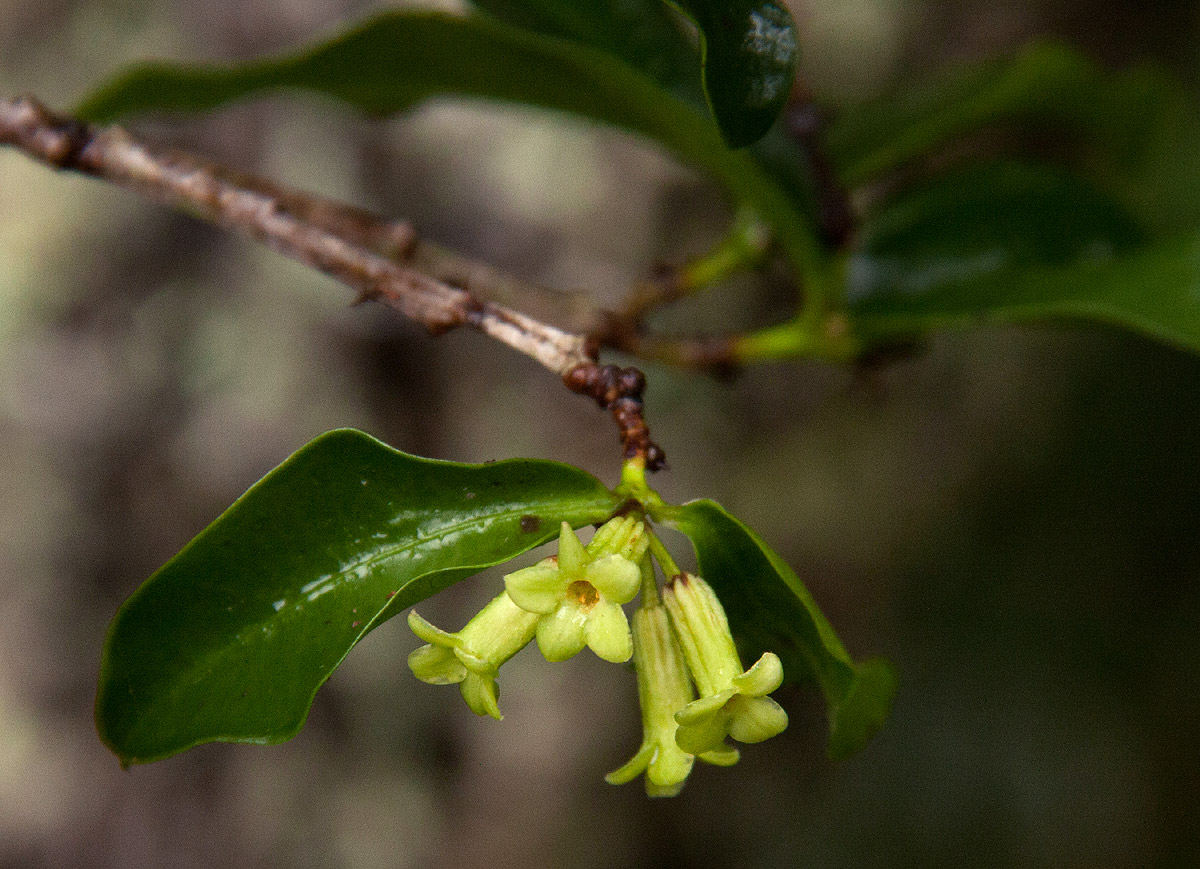 Peddiea africana