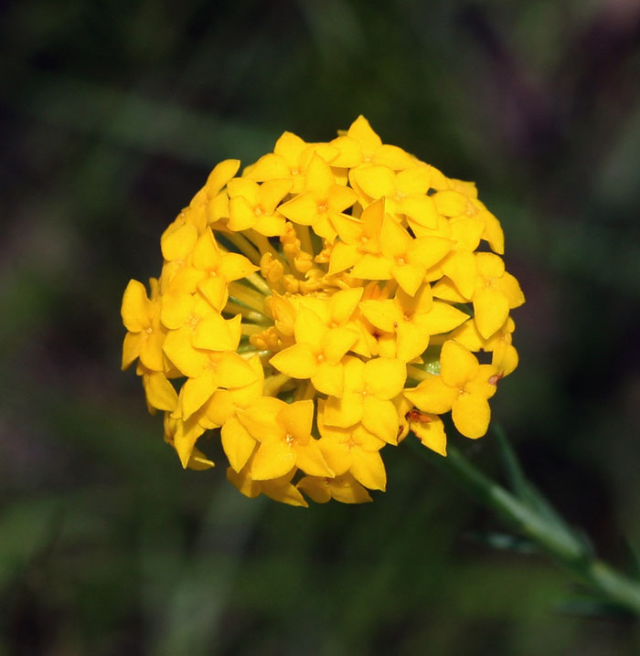 Gnidia chrysantha