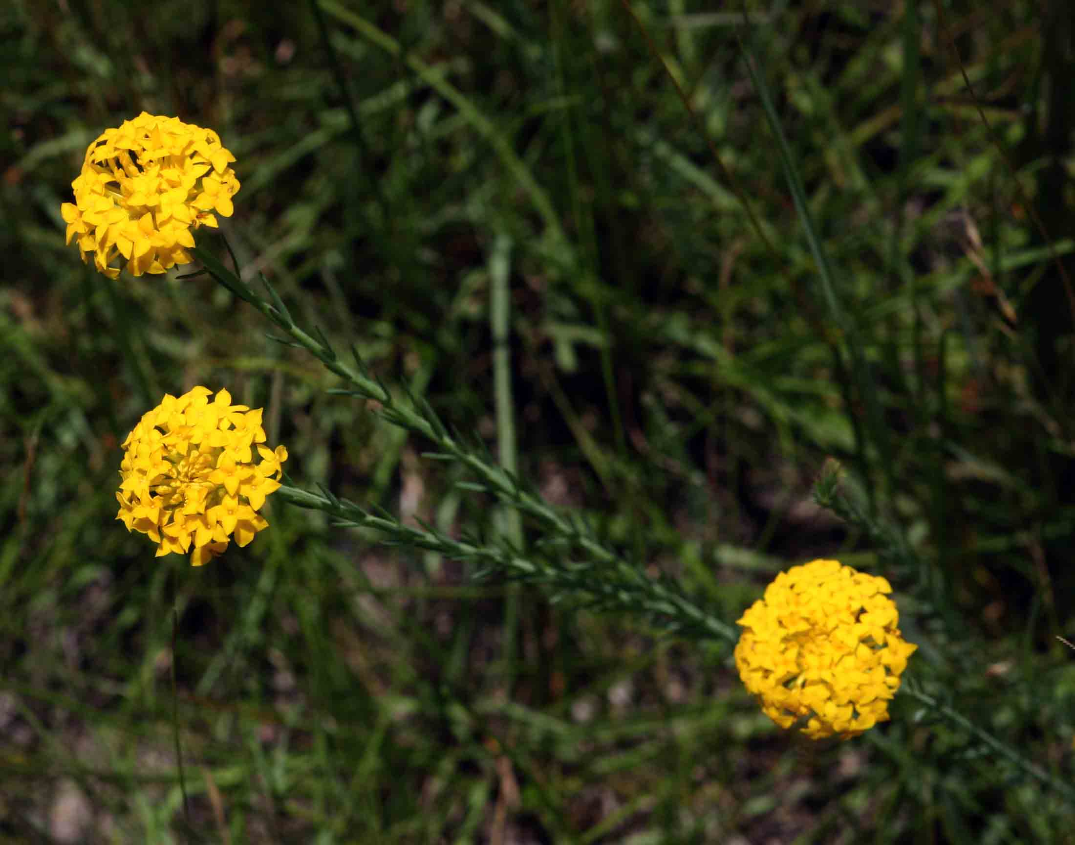 Gnidia chrysantha
