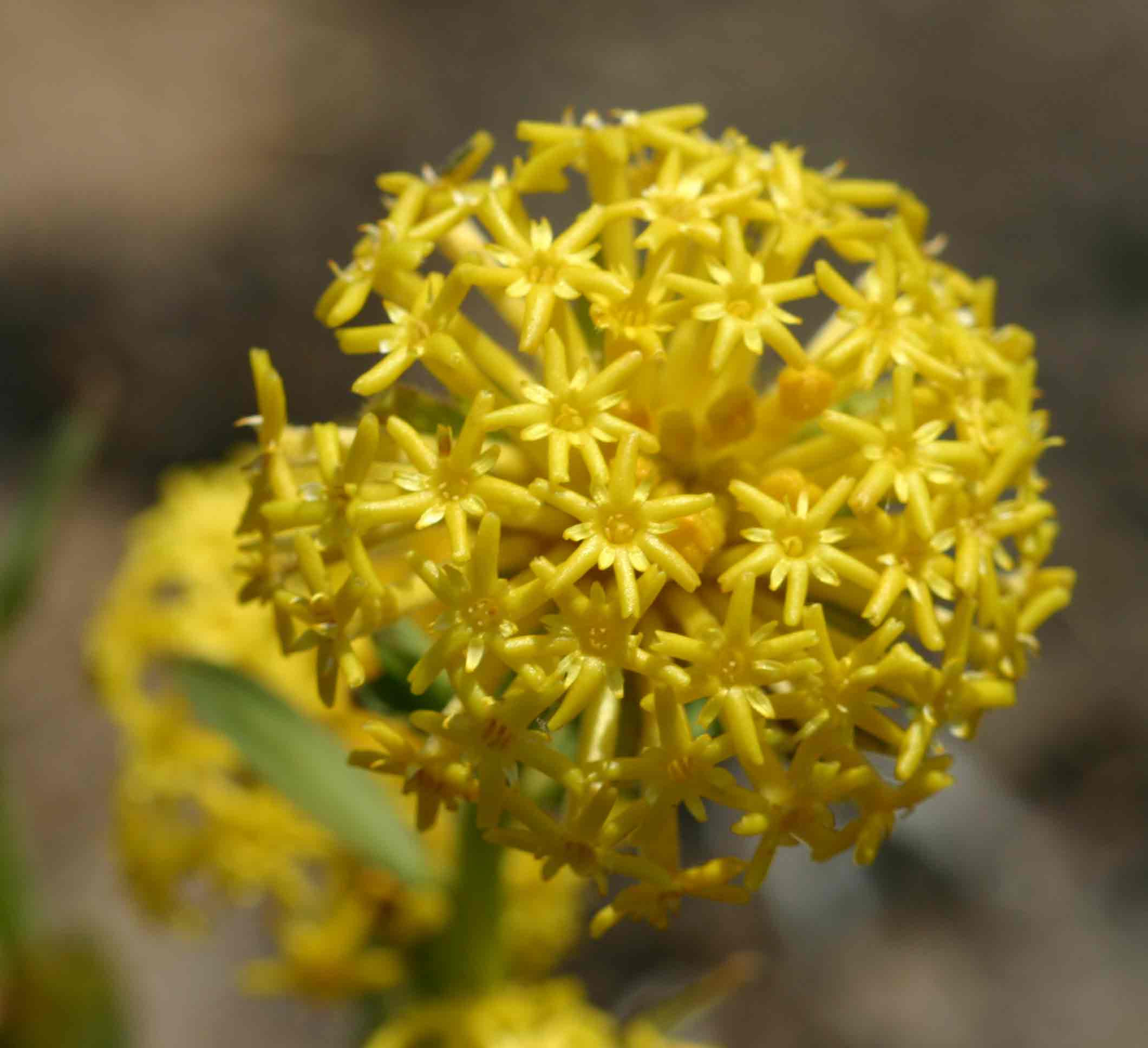 Gnidia kraussiana var. kraussiana