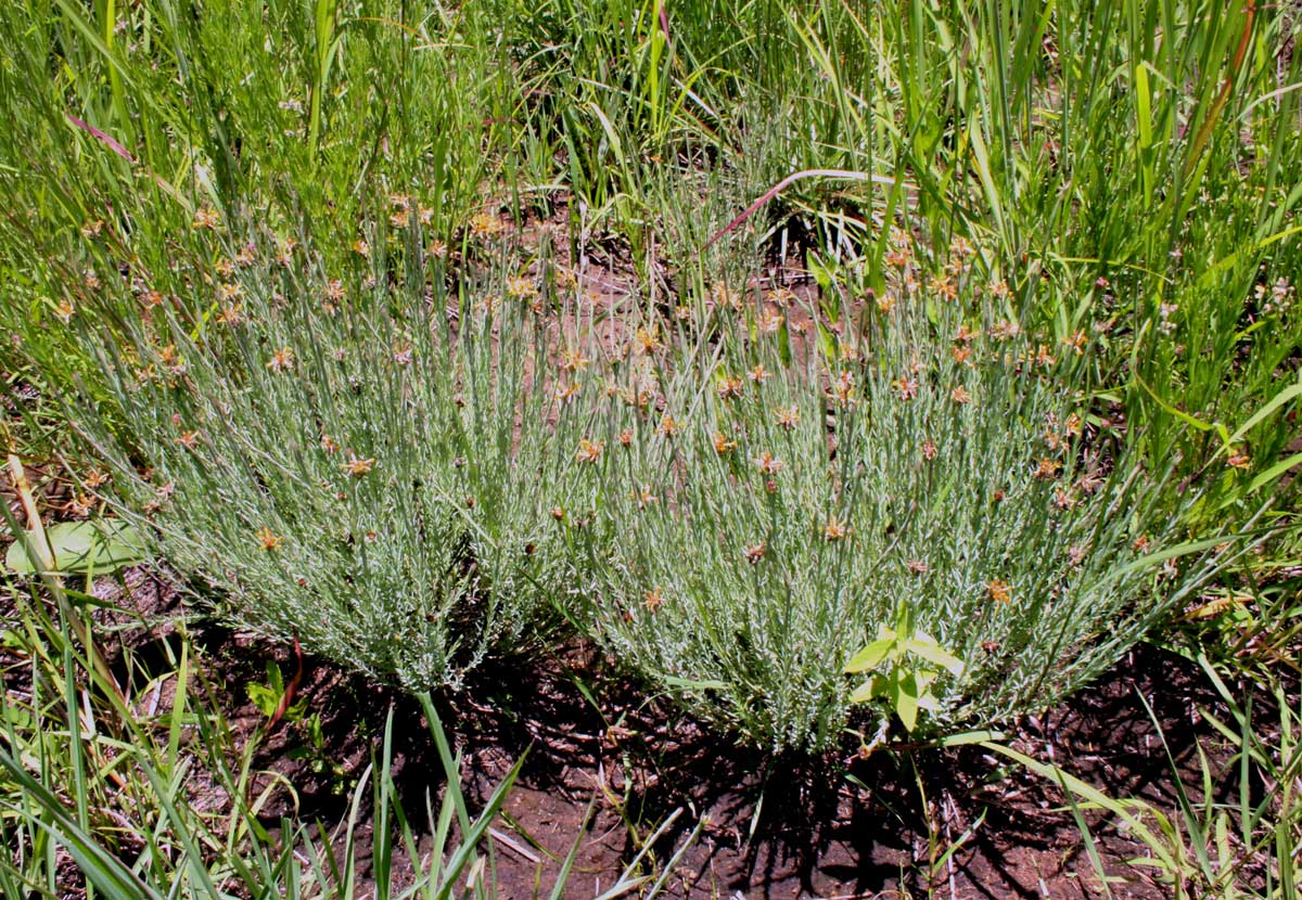 Gnidia microcephala