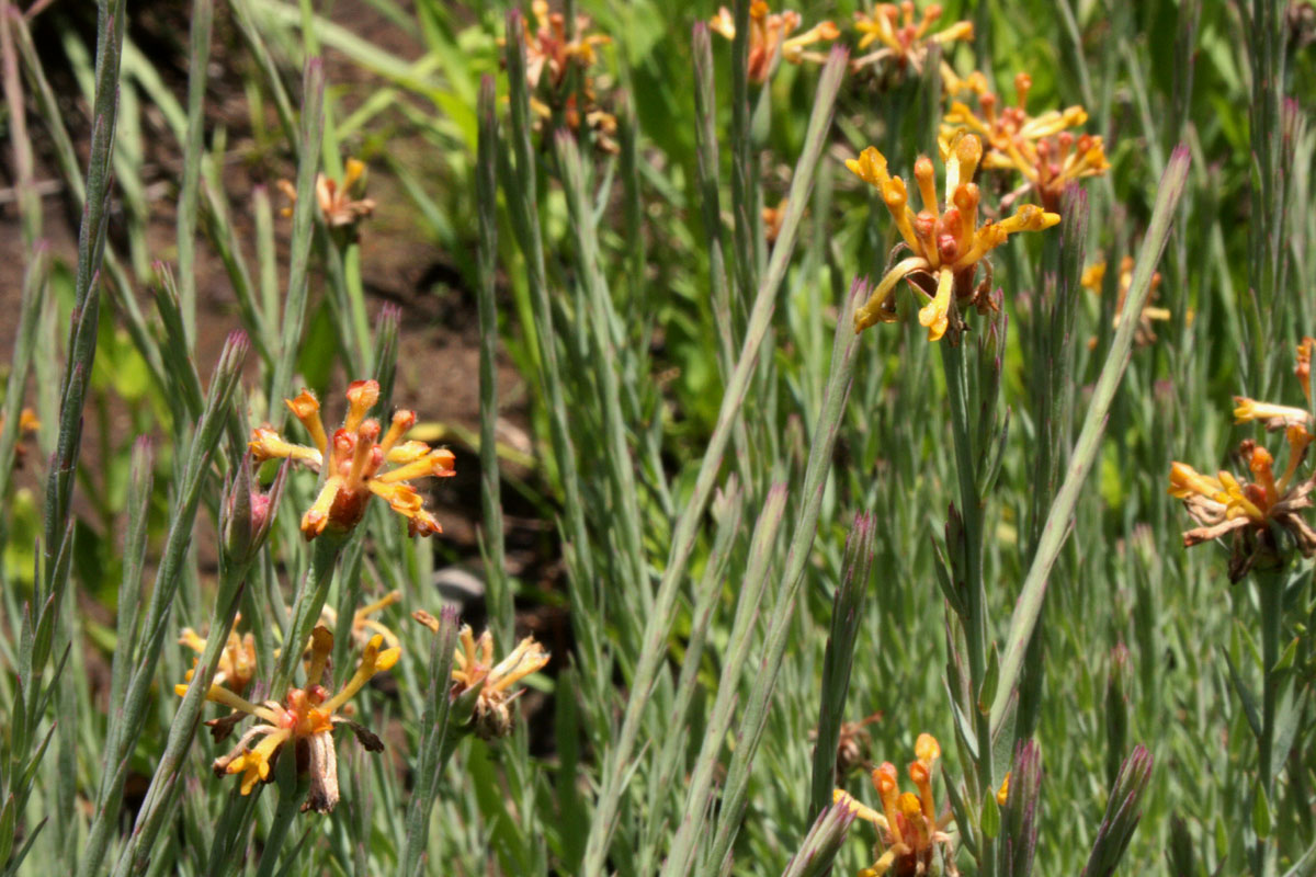 Gnidia microcephala