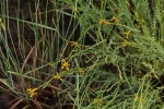 Gnidia microcephala
