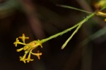 Gnidia microcephala