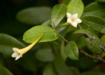 Synaptolepis alternifolia
