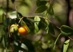 Synaptolepis alternifolia