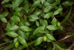 Synaptolepis alternifolia