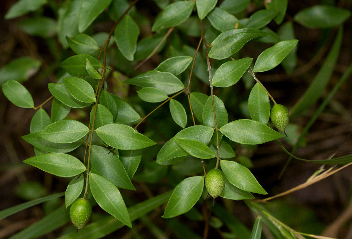 Synaptolepis alternifolia