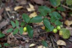 Synaptolepis alternifolia