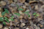 Synaptolepis alternifolia