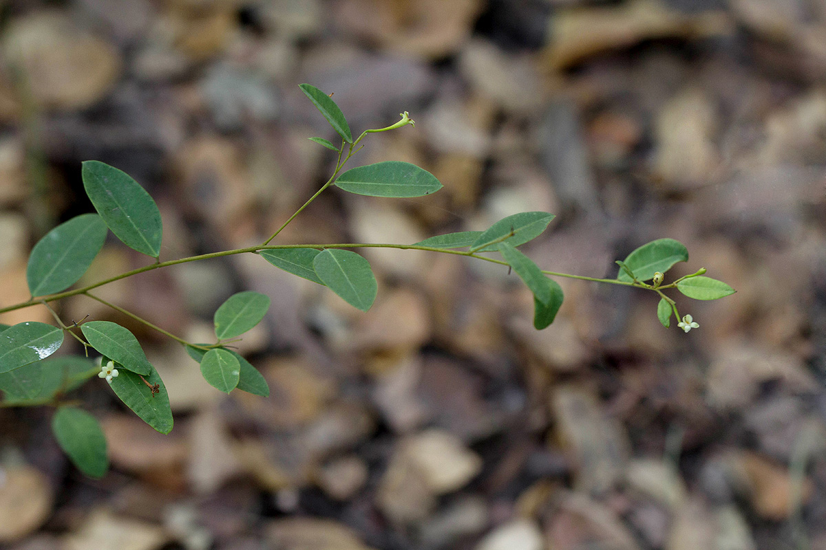 Synaptolepis alternifolia