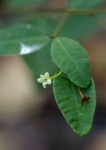 Synaptolepis alternifolia