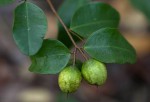 Synaptolepis alternifolia