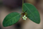 Synaptolepis alternifolia