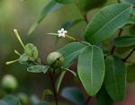Synaptolepis alternifolia