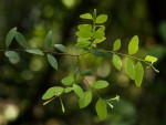 Synaptolepis alternifolia