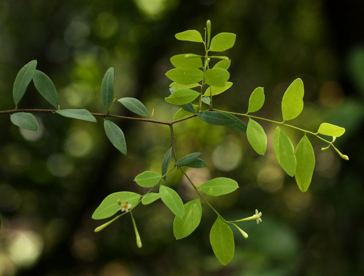 Synaptolepis alternifolia